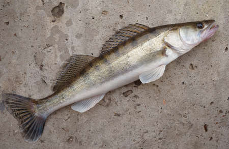 Walleye (pike-perch) lying on concrete floorの写真素材