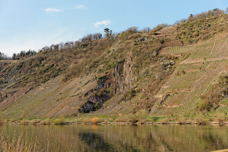 Steep vineyard slopes in Punderich, Moselle river, Germany
