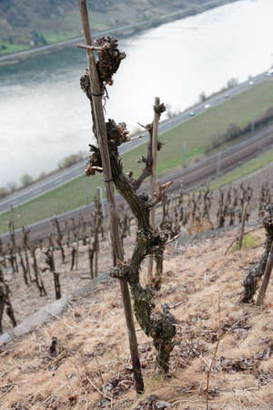 Old riesling vine, Moselle river valley, Germanyの写真素材