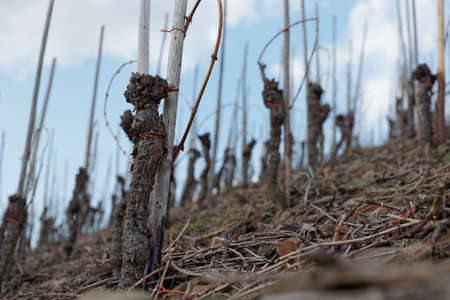 Riesling vineyards on Moselle river, Germanyの写真素材