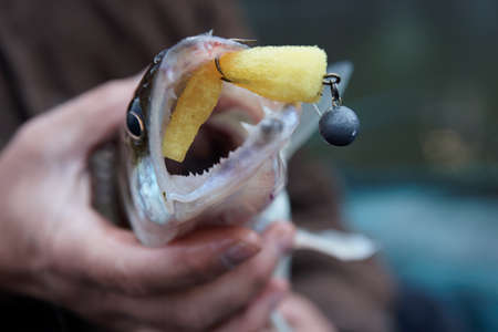 Walleye caught on handmade jig lure, very shallow focusの写真素材