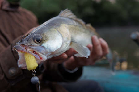 Walleye caught on handmade jig lure  in fisherman's handの写真素材