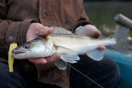 Walleye caught on handmade jig lure in fisherman's handsの写真素材
