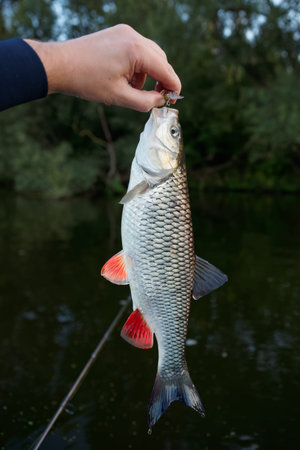 Chub in fisherman's hand, caught on a plastic bait