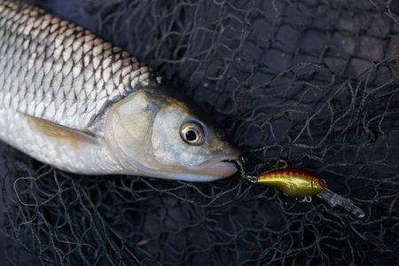 Chub caught on plastic lure lying in fishing net