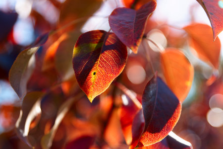 Pear tree leaves in fall, limited focus depthの写真素材