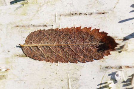 Dry leaf on birch tree bark, macro shotの写真素材