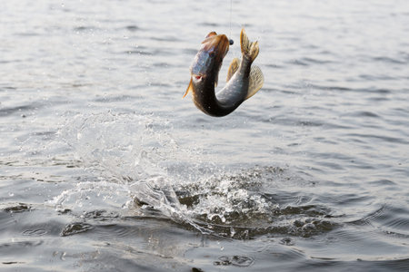 Hooked pike is fighting for freedom, fast motion, some blurの写真素材