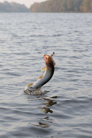 Hooked pike is jumping out of water, motion blurの写真素材