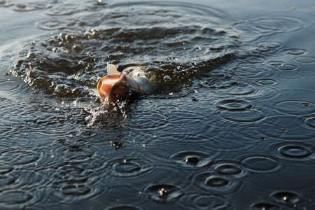 Hooked pike is trying to escape and fightingの写真素材