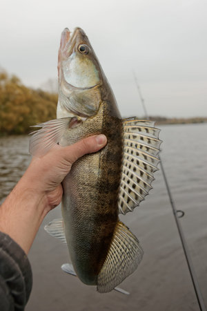 Walleye caught on autumn day, gloomy sky