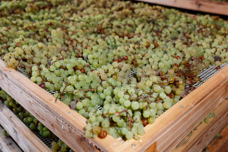 Drying grapes for making Vino Santo, Italian dessert wine