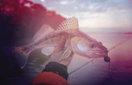 Walleye caught on handmade jig lure in misty autumn morning, toned imageの写真素材