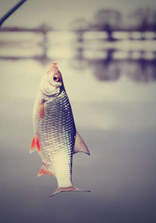 Roach caught on maggot live bait, tonedの写真素材