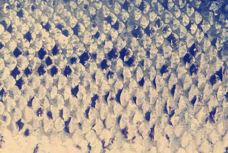 Salmon scales macro shot, studio, toned imageの写真素材