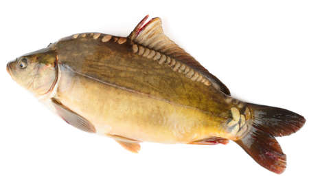 Scaleless carp isolated on white backgroundの写真素材