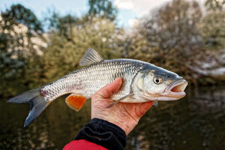 Chub against river landscape, tonedの写真素材