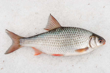 Roach lying on snow, late winter catchの写真素材