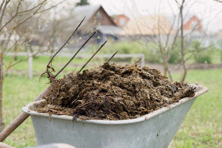 Wheelbarrow full of manure and pitchfork in gardenの写真素材