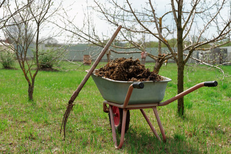 Wheelbarrow full of manure and pitchfork in garden