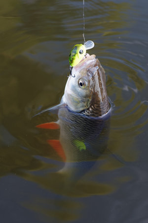 Chub caught on a plastic bait in muddy waterの写真素材