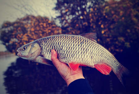Great chub in fisherman's hand, autumn river, toned imageの写真素材