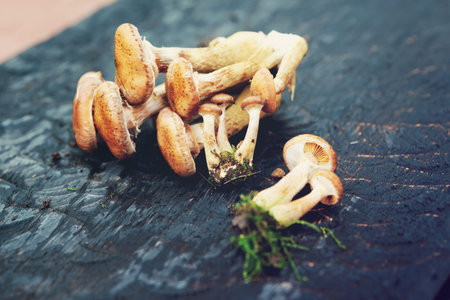 Honey mushrooms on black wooden board, close-up, toned imageの写真素材