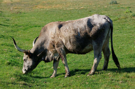 Maremmana breed cow on pasture in southern Tuscany, Italyの写真素材