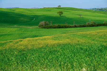 Rolling hills of Tuscany at springの写真素材