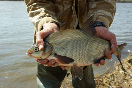 Big bream in fisherman's hand, spring catch in a river
