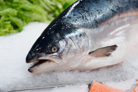 King salmon on ice in supermarket, cloes-up of headの写真素材