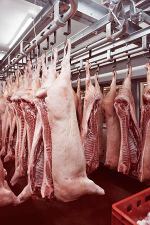 Pig carcasses cut in half stored in refrigerator room of food processing plant, toned imageの写真素材