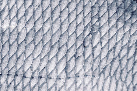 Bream (Abramis Brama) fish scales, natural texture, toned imageの写真素材