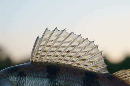Dorsal fin of a walleye (zander)の写真素材