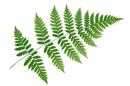 Transucent fern leaf isolated on white background