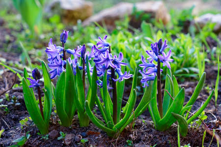 Blue hyacinth blooming in garden, spring timeの写真素材