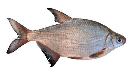 Live silver bream isolated on white background with detailed accurate