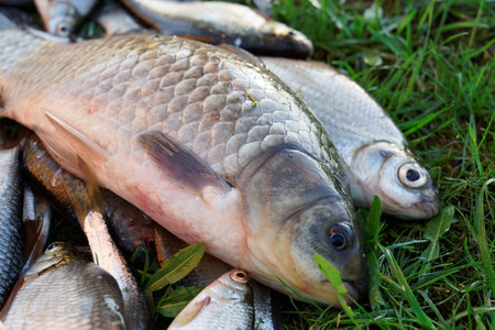 Crucian carp and another fish on grass, close-upの写真素材