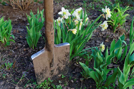 Narcissus flowers and shovel, gardening conceptの写真素材
