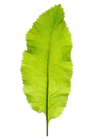 Horseradish leaf isolated on white background, back lightの写真素材