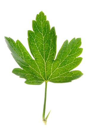 Gooseberry leaf isolated on white background, back lightの写真素材