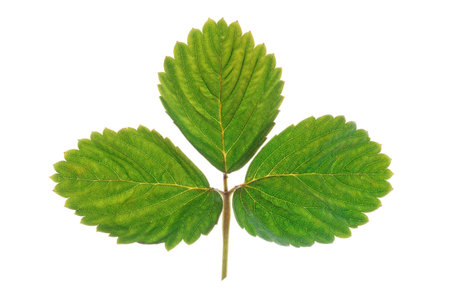 Strawberry leaf isolated on white, back light