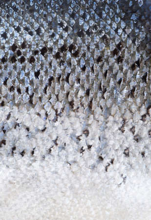 Salmon scales macro shot textureの写真素材