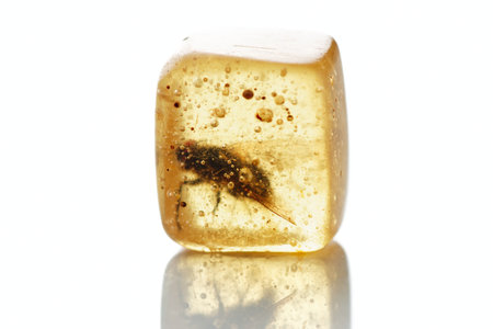 Fly trapped in wood resin for ever, isolated on white backgroundの写真素材