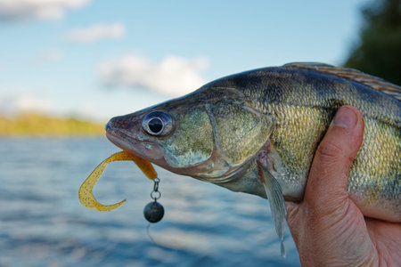 Fisherman's hand holding walleye with soft plastic bait in its mouth