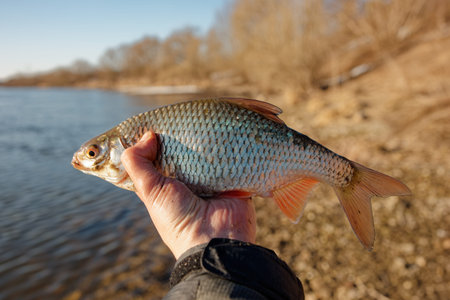 Big roach fish in fisherman's hand, float fishing on a river, clear sunny spring weather