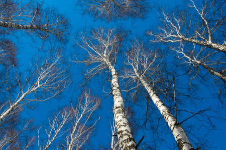 Birch trees in the skyの写真素材