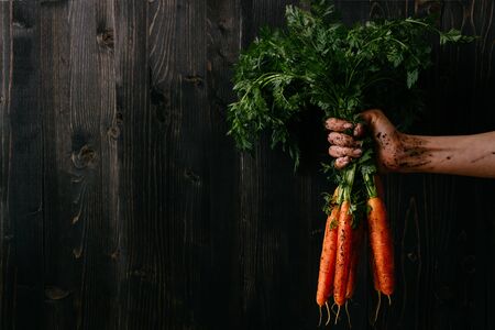 Organic fresh harvested vegetables. Farmer's hand holding fresh carrots. Black wooden background with copy space.の写真素材