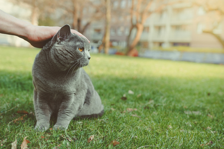 Hand stroking shorthair cat outdoor. With copy space.の写真素材