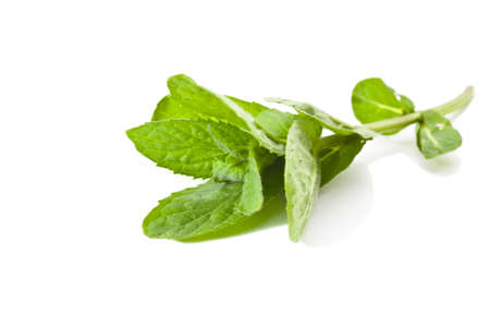 Sprig of mint isolated on white backgroundの写真素材